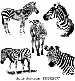 Zebra vector illustration. Set. Collection. Wild animal