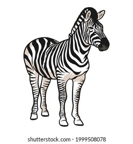 Zebra vector illustration with shading isolated on white background