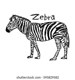 zebra - vector illustration sketch hand drawn with black lines, isolated on white background