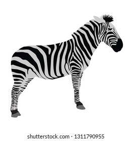 Zebra vector isolated on white background. High detail. - Vector