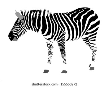 Zebra vector isolated on white background. High detail.