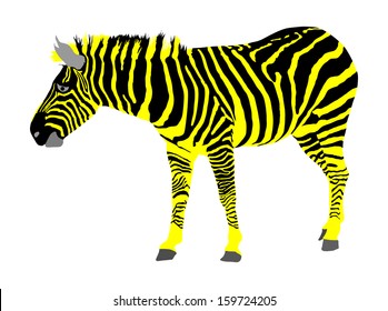 Zebra vector isolated on white background. High detail. Black and yellow design.