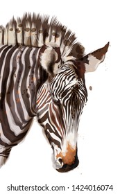 Zebra Vector watercolor isolated on white. Painted style illustration