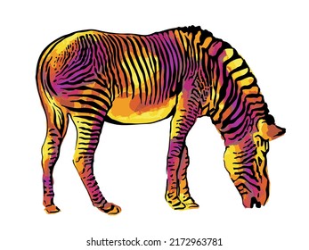 Zebra warm color. Vector illustration, watercolor effect