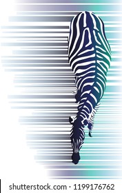 Zebra in water