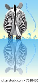 zebra in water (reflection)