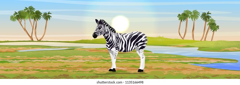 Zebra at the watering hole. Grass, a river, the Doum palm on the horizon. Realistic vector landscape. Nature and animals of Africa. Reserves and national parks.