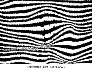 Zebra wavy stripes. Black and white striped fur. Zqbra skin vector. Tiger pattern. Textured animal design. 