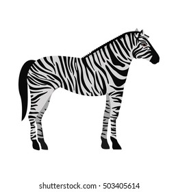 zebra wild animal