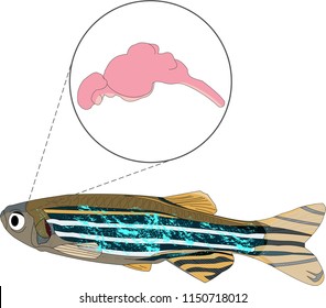 Zebrafish (Danio rerio) illustration with a magnified view of the brain