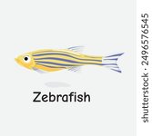 Zebrafish Vector Illustration: Small Freshwater Fish