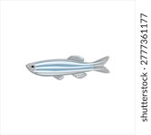 zebrafish, zebra danio, Danio rerio, vector drawing aquarium fish isolated at white background, hand drawn illustration