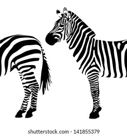 Zebras