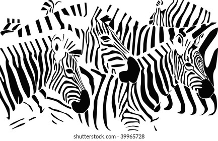 Zebras