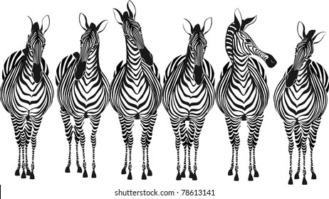 Zebras