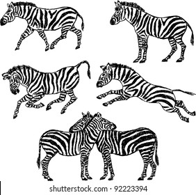 Zebras