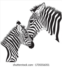 Zebras animal illustration, nature conservation vector black and white