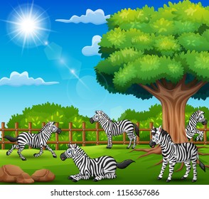 The zebras are enjoying nature by the cage