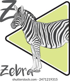 Zebras are equids, members of the horse family. Each zebra has its unique pattern of distinctive stripes. Zebras are constantly on the move to find fresh grass and water. Zebras are primarily grazers.