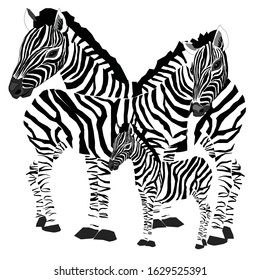 Zebra's family. Vector illustration of zebras on white background