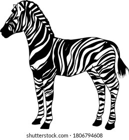Zebra's full body illustration seen from the cool side