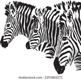 Zebras Heads Portrait EPS Digital File