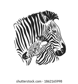 Zebras mom and baby. African animals isolated on white background. Zebra. Sketch. Hand drawing. Stock illustration. Motherhood