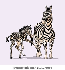 Zebras, mother and cub. Hand drawn vecvectorlustration isolated on background. Print for ctlothes