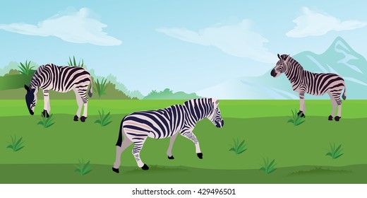 Zebras on the grass