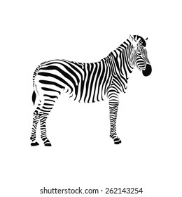 Zebras on a white background