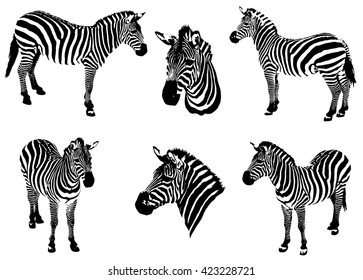 Zebras on a white background