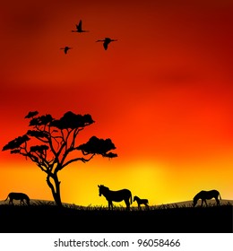 Zebras in the savanna at sunset