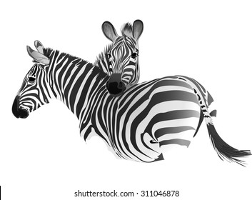 Zebras. Vector drawing. Isolated object.