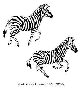 Zebras. Vector illustration