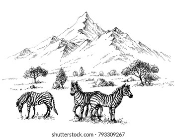 Zebras in  wilderness sketch background