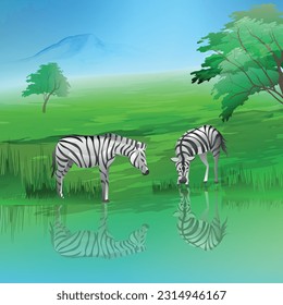 Zebras in wildlife vector illustration. Zebras are drinking at the stream.Savanah nature view.  
