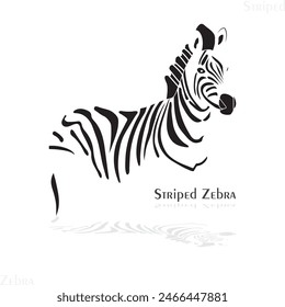 Zebra, gestreiftes Zebra, der Kopf des Zebras, Tier, Körper des Zebras