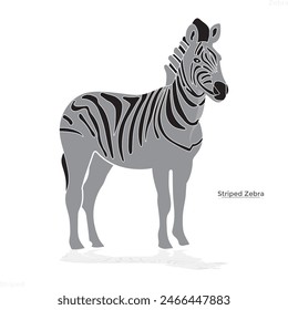 zebra,striped zebra,the head of zebra,animal,body of zebra