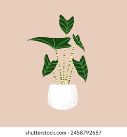 Zebrina alocasia growing in flowerpot. Houseplant with big patterned leaves in ceramic pot. Home plant with large foliage.Tropical green flower interior decoration. Flat isolated vector illustration