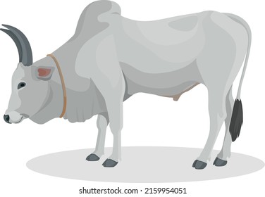 Zebu bull. Brahman cattle. Vector illustration