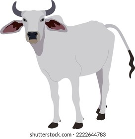 Zebu bull. Brahman cattle. Vector illustration. White male Indian cow. A symbol for Indian religious festivals
