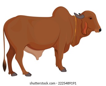 Zebu bull. Brahman cattle. Vector illustration