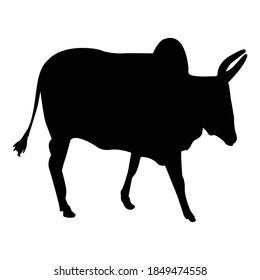 Zebu Silhouette, Animal Vector Illustration.
