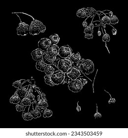 zenobia flowers hand drawing vector isolated on black background.
