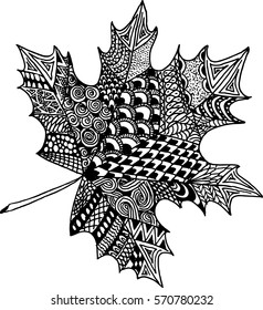 Zentangle black and white leaf of the tree maple. Pattern for coloring book. Vector illustration. Hand drawn art. Made by trace from sketch. 