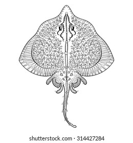 Zentangle Stingray totem for adult anti stress Coloring Page for art therapy, illustration in doodle style. Vector monochrome sketch with high details isolated on white background.