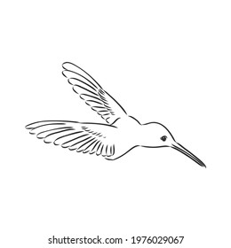 Zentangle style hummingbird vector. hummingbird vector sketch