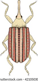 Zentangle stylized cartoon beetle insect, isolated on white background. Sketch for adult antistress coloring page. Hand drawn doodle, zentangle, floral design elements for coloring book.