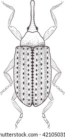 Zentangle stylized cartoon beetle insect, isolated on white background. Sketch for adult antistress coloring page. Hand drawn doodle, zentangle, floral design elements for coloring book.