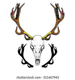 Zentangle stylized Deer Skull with patterned antlers, isolated on white background. Ethnic Vector Element for your design. Hand drawn sketch illustration.